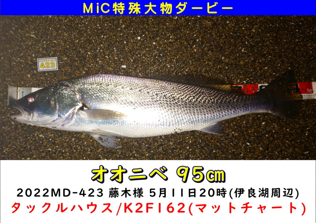 22micオオニベダービー 1月 12月末 Md423 藤木さん釣果 ミック釣り具 釣りエサのコンビニ 釣りのことなら全て揃う